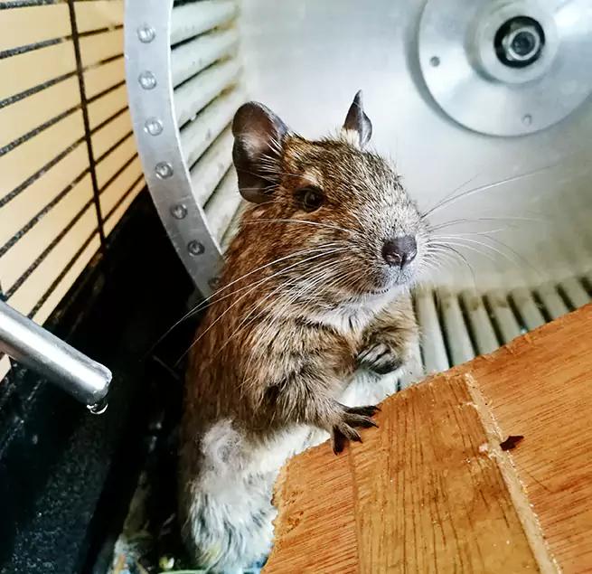 Why Homeowners & Businesses Trust Us Lamont, CA?